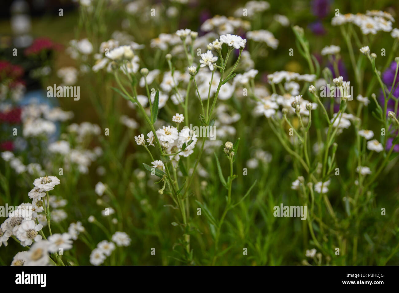 Achiliea plante achillée ptarmique avec des fleurs blanches close up Banque D'Images