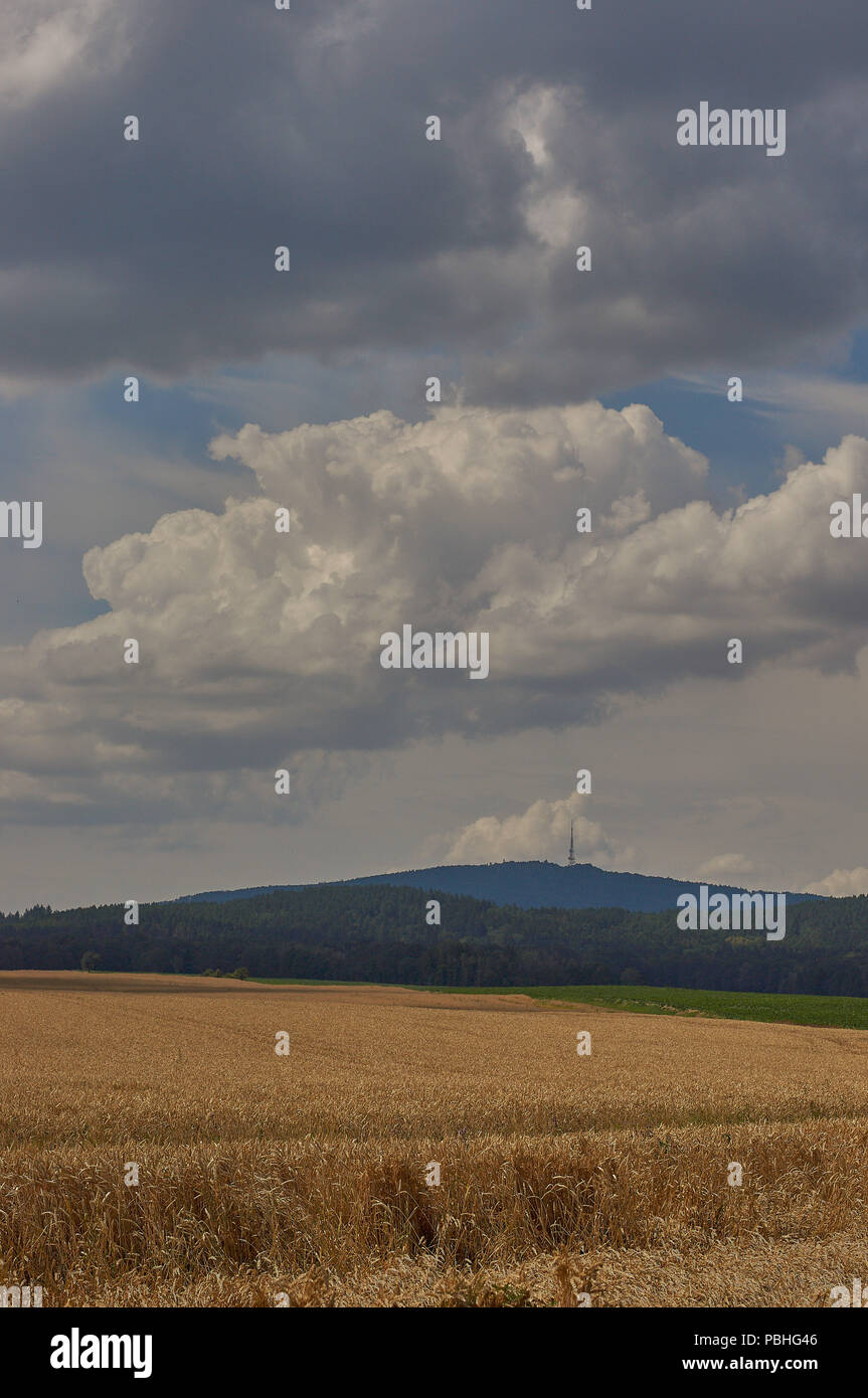 Ciel bleu avec des nuages au-dessus des champs de céréales de maturation sur une chaude journée d'été ensoleillée Basse Silésie Pologne Banque D'Images