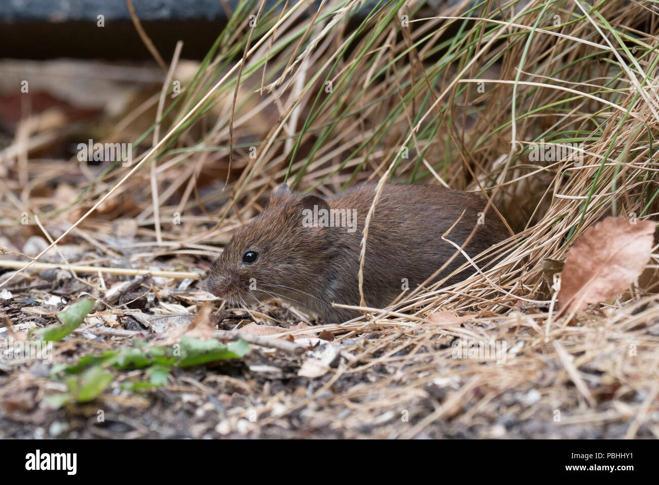 Campagnol roussâtre, Clethrionomys glareolus, seul adulte sortant de bas de haie. Worcestershire, Royaume-Uni Banque D'Images