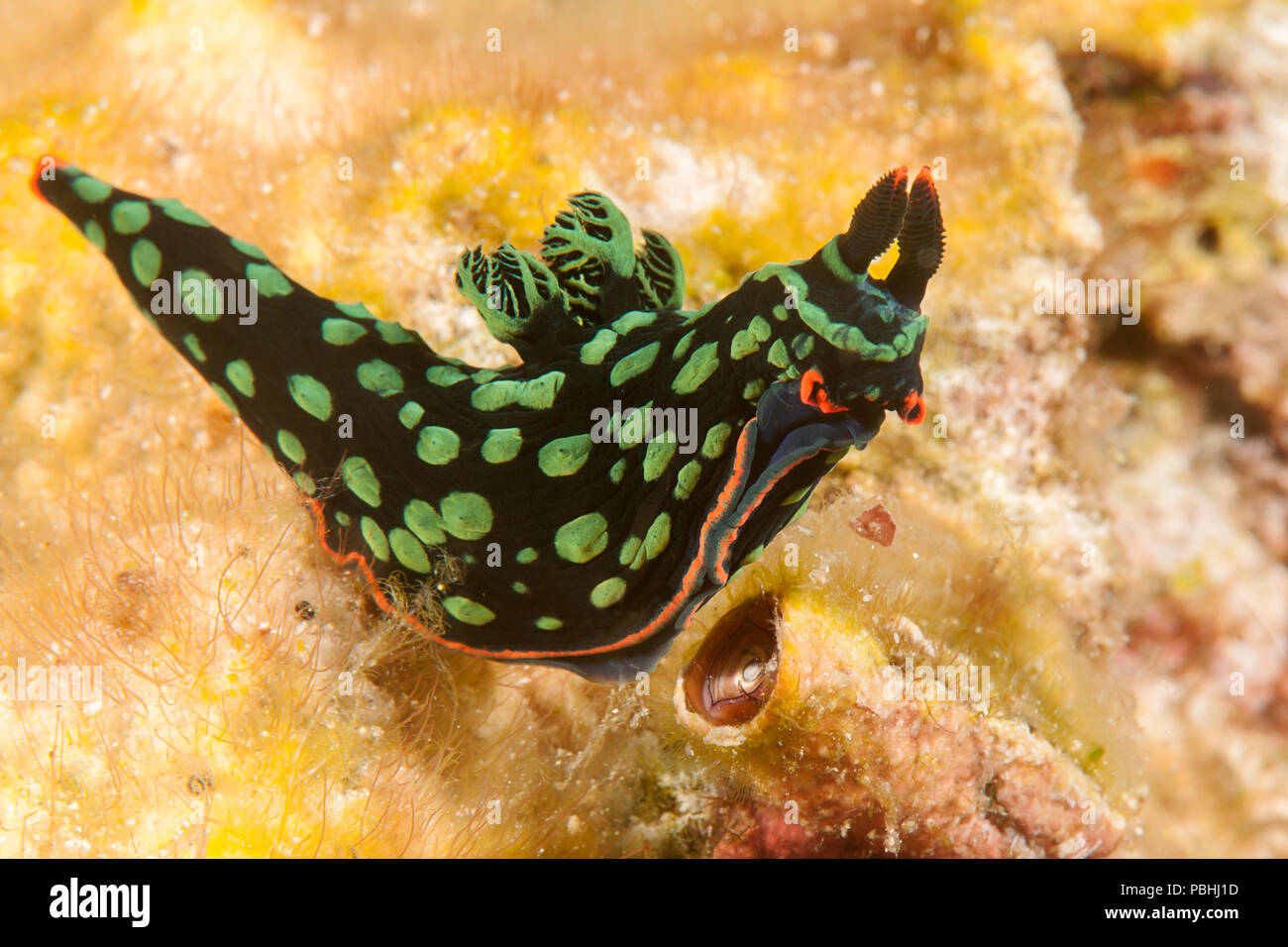 Nudibranche Nembrotha dorit, neon slug, Nembrotha kubaryana se déplace sur le corail de Bali Banque D'Images