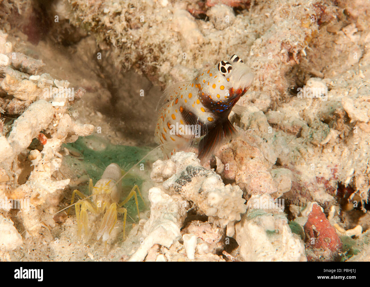 Crabe d'orangs-outans Achaïos japonicus en appui sur les coraux Banque D'Images