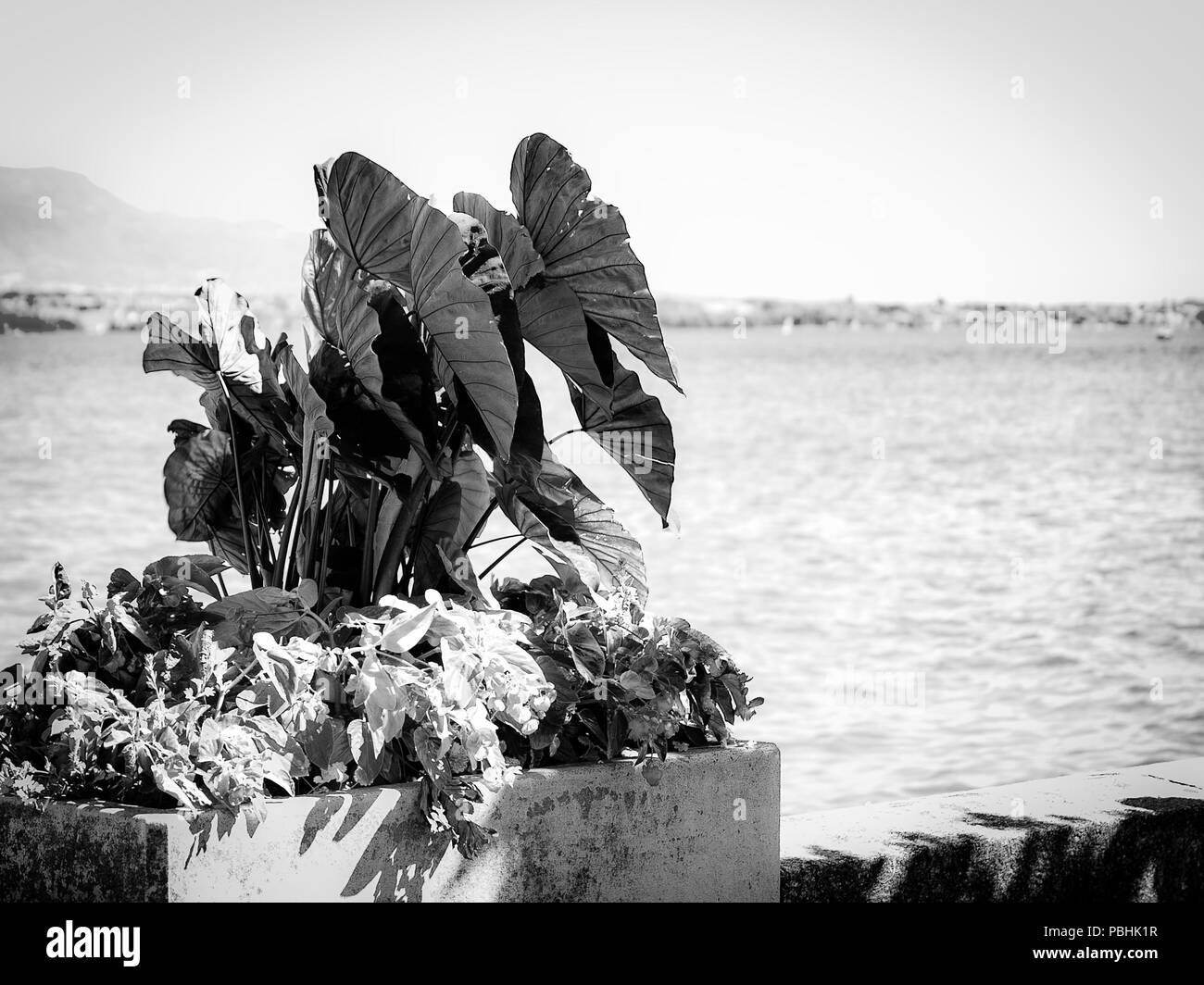 Pot de fleurs sur bord du lac avec le lac Léman sur un arrière-plan. Banque D'Images