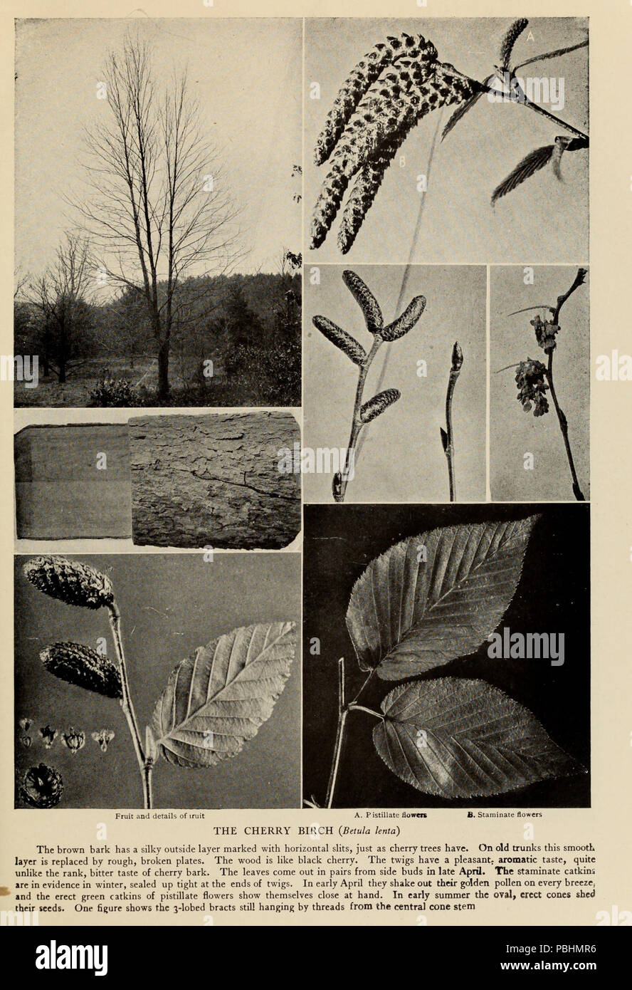 1708 L'arbre Livre - Un guide populaire à la connaissance des arbres d'Amérique du Nord et de leurs usages et de la culture (1920) (14596258119) Banque D'Images