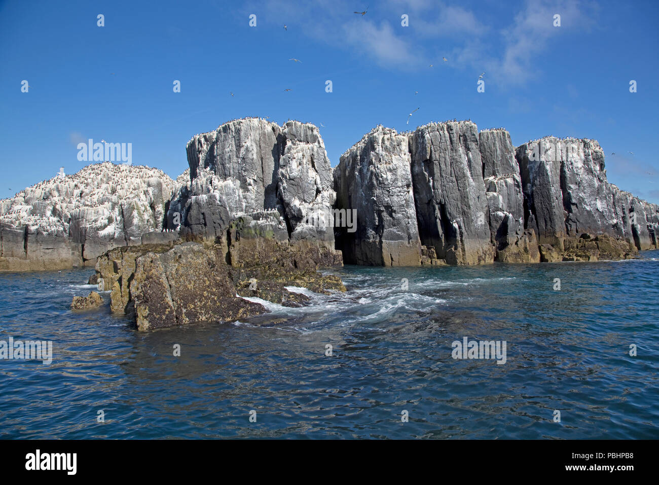 Piliers de roche avec des colonies de guillemots à miroir Staple Island Île Farne BRITANNIQUE Northumberland Banque D'Images
