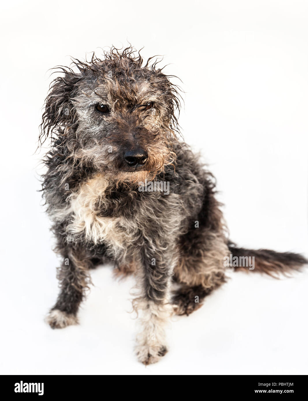Scruffy chien terrier. Banque D'Images