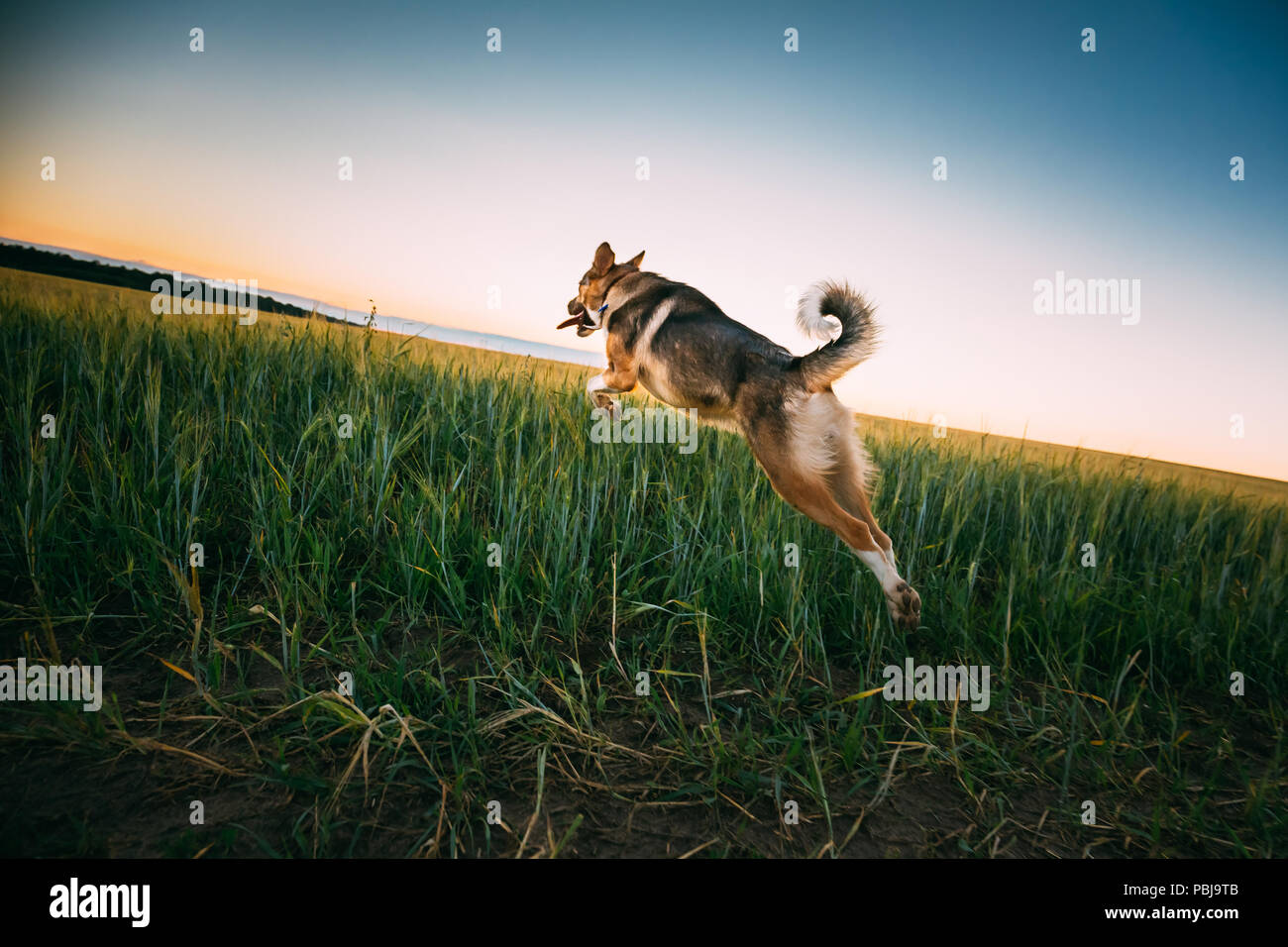 Funny Dog jouant et sautant dans dans le champ en été l'heure du coucher du soleil en soirée. Banque D'Images