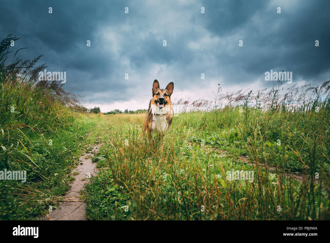 Funny Dog jouer dans le Pré d'herbe verte en été jour nuageux Banque D'Images