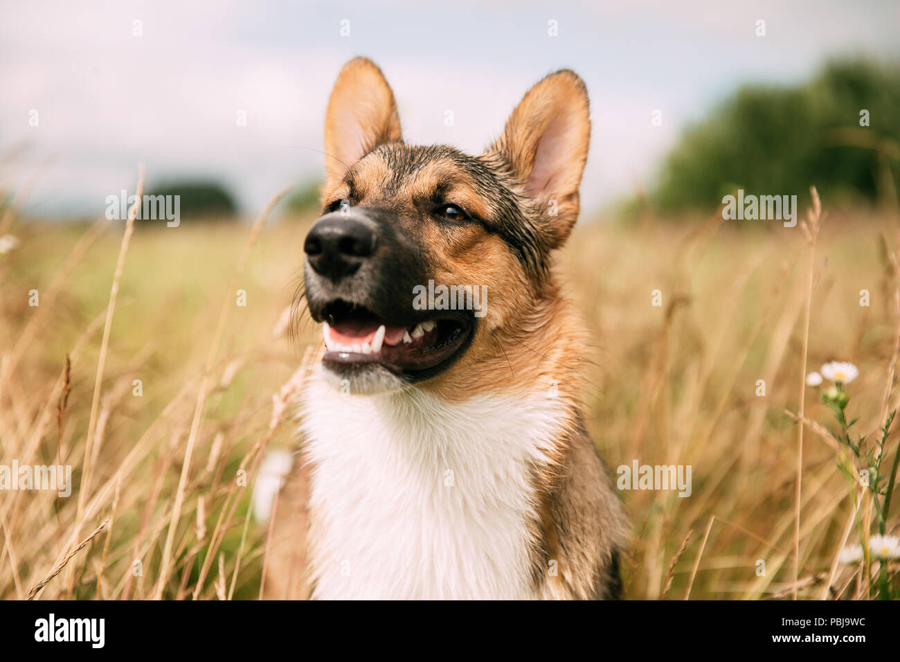 Close Up Portrait of Young Funny Dog. Chien assis en été l'herbe sèche. Banque D'Images