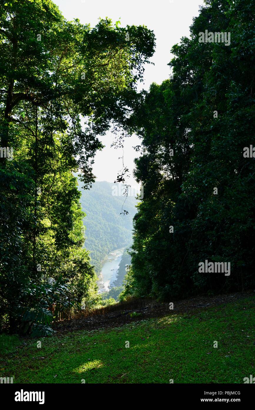 Vue à travers les arbres sur les montagnes, le Parc National de Wooroonooran, Atherton, Queensland, Australie Banque D'Images