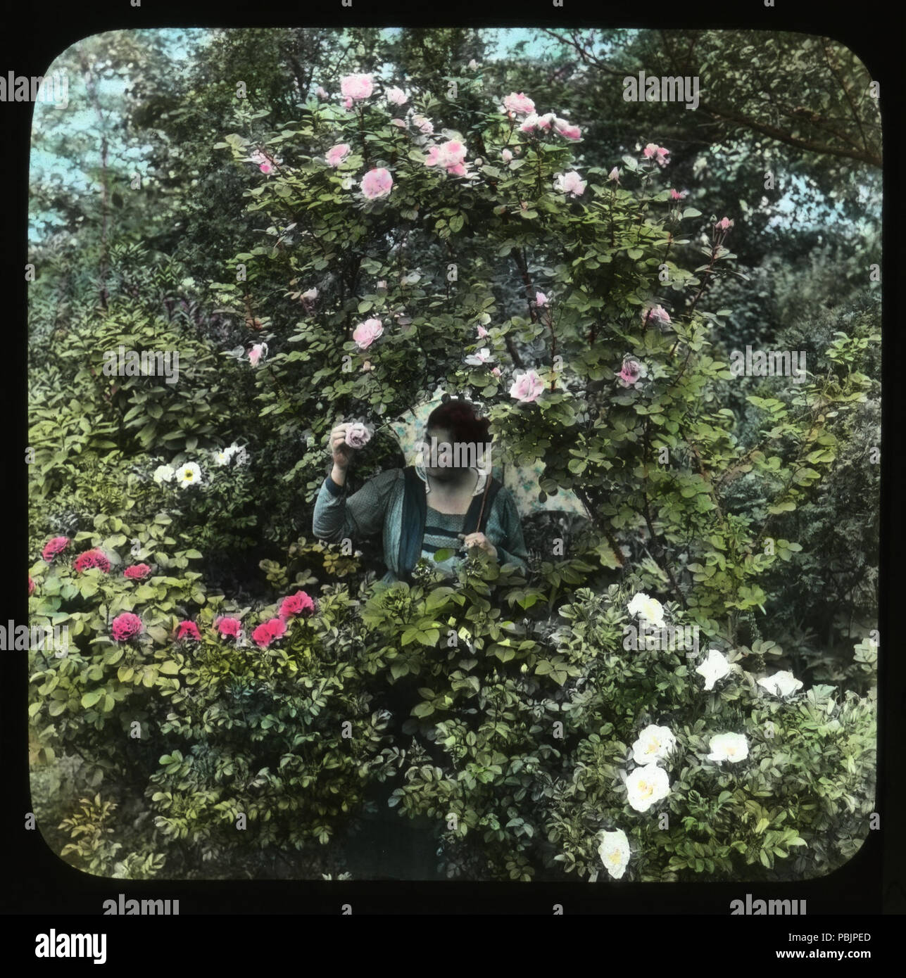 1865 Femme avec des roses OFEO-SG-PA083003 Banque D'Images