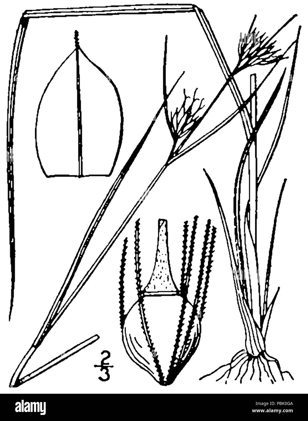1259 Rhynchospora gracilenta BB-1913 Banque D'Images