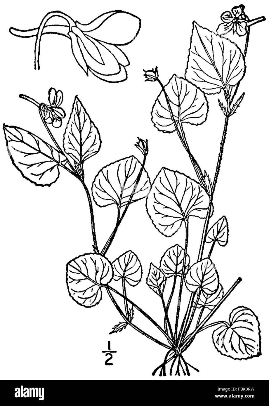 1821 Viola rostrata BB-1913 Banque D'Images