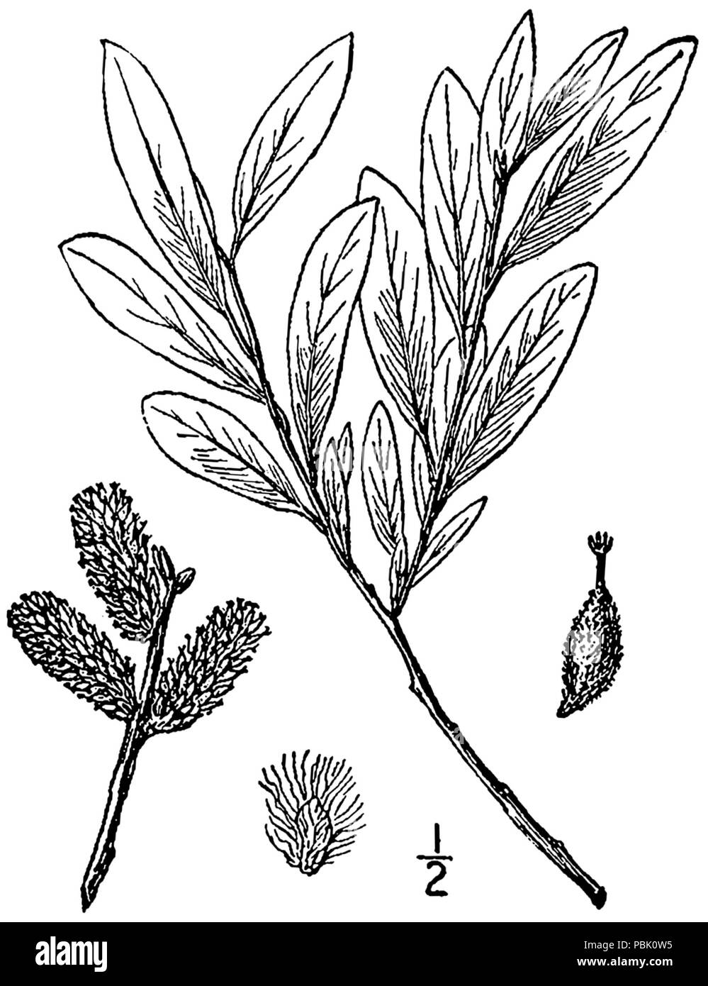 1284 Salix pellita BB-1913 Banque D'Images