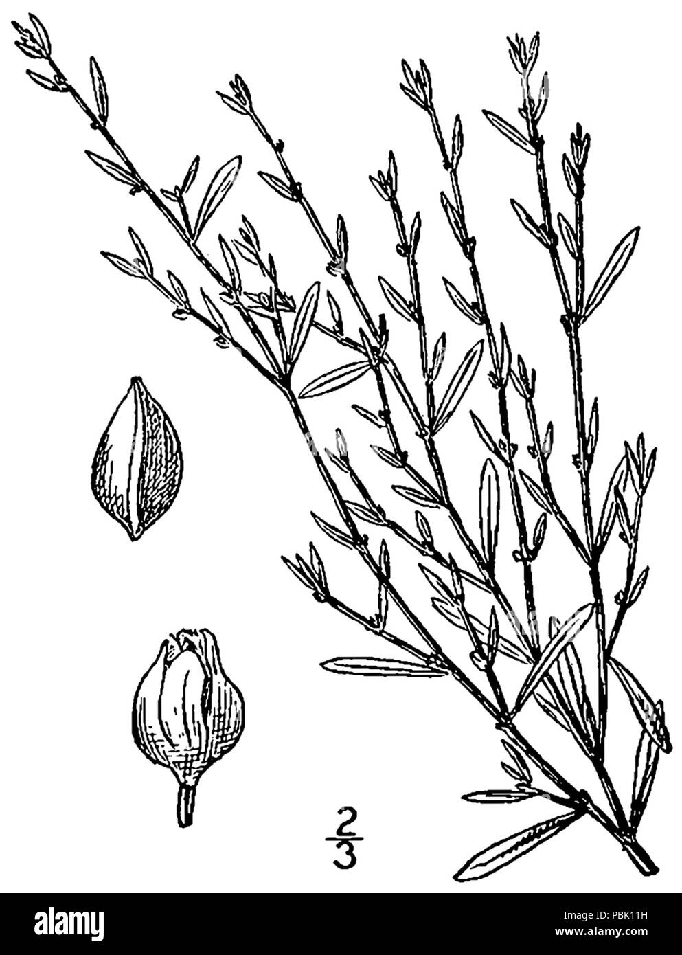 1210 Polygonum ramosissimum ssp. prolificum BB-1913 Banque D'Images