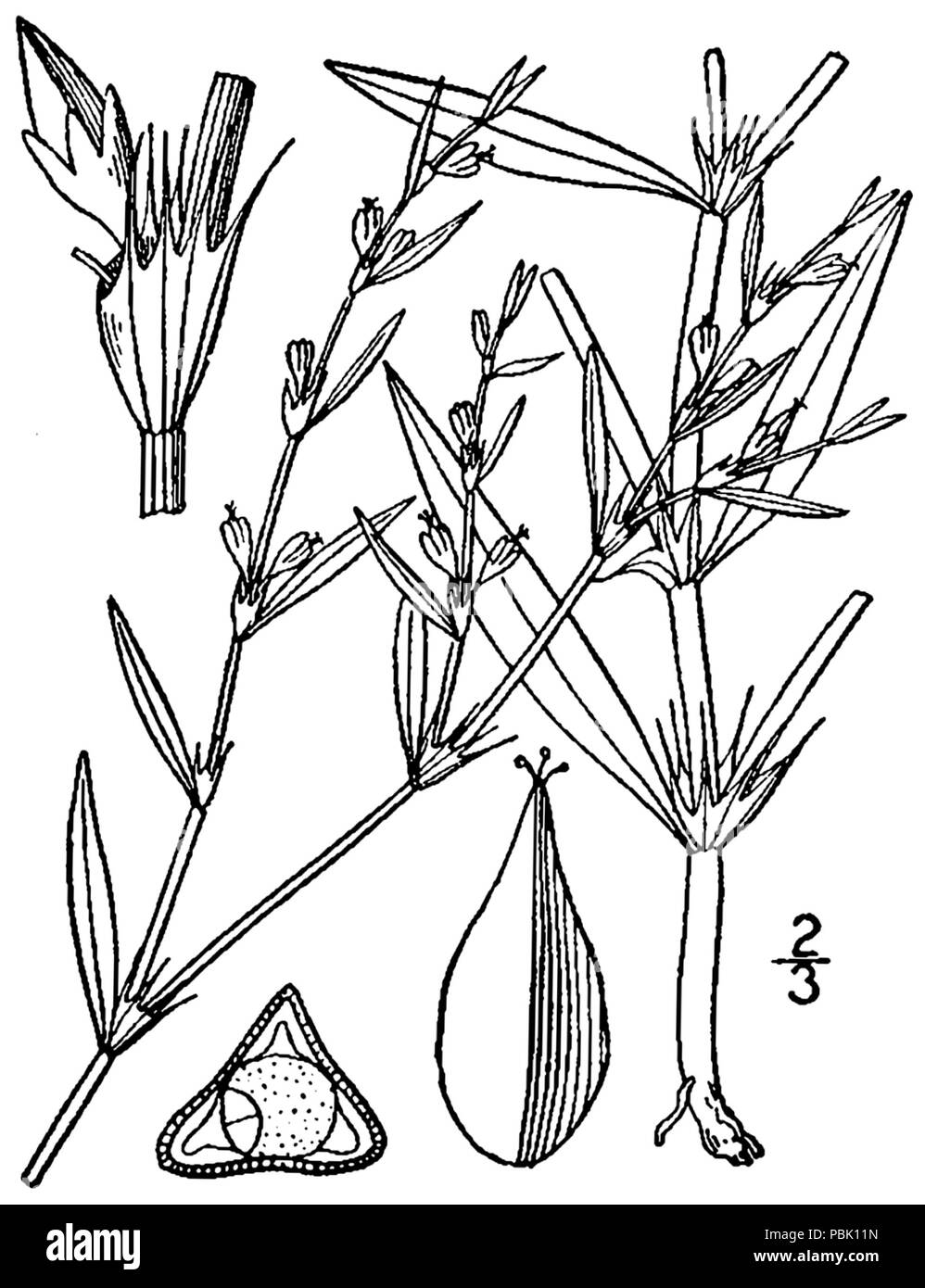 1210 Polygonum ramosissimum ssp. ramosissimum (comme P. exsertum) BB-1913 Banque D'Images