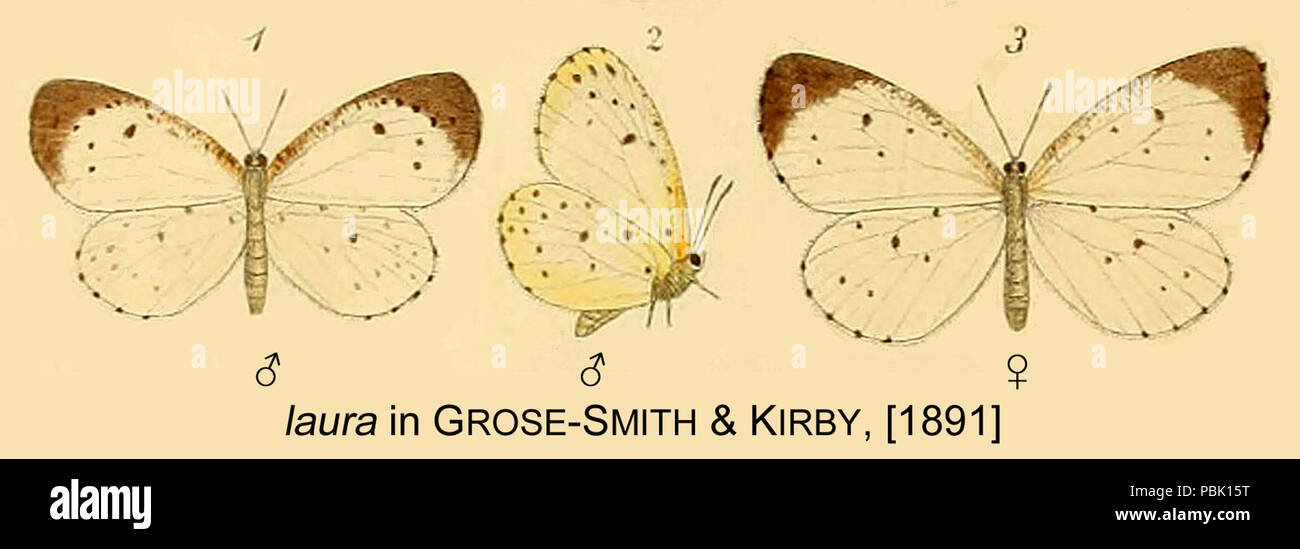 InGSK 887 Laura1891 Banque D'Images