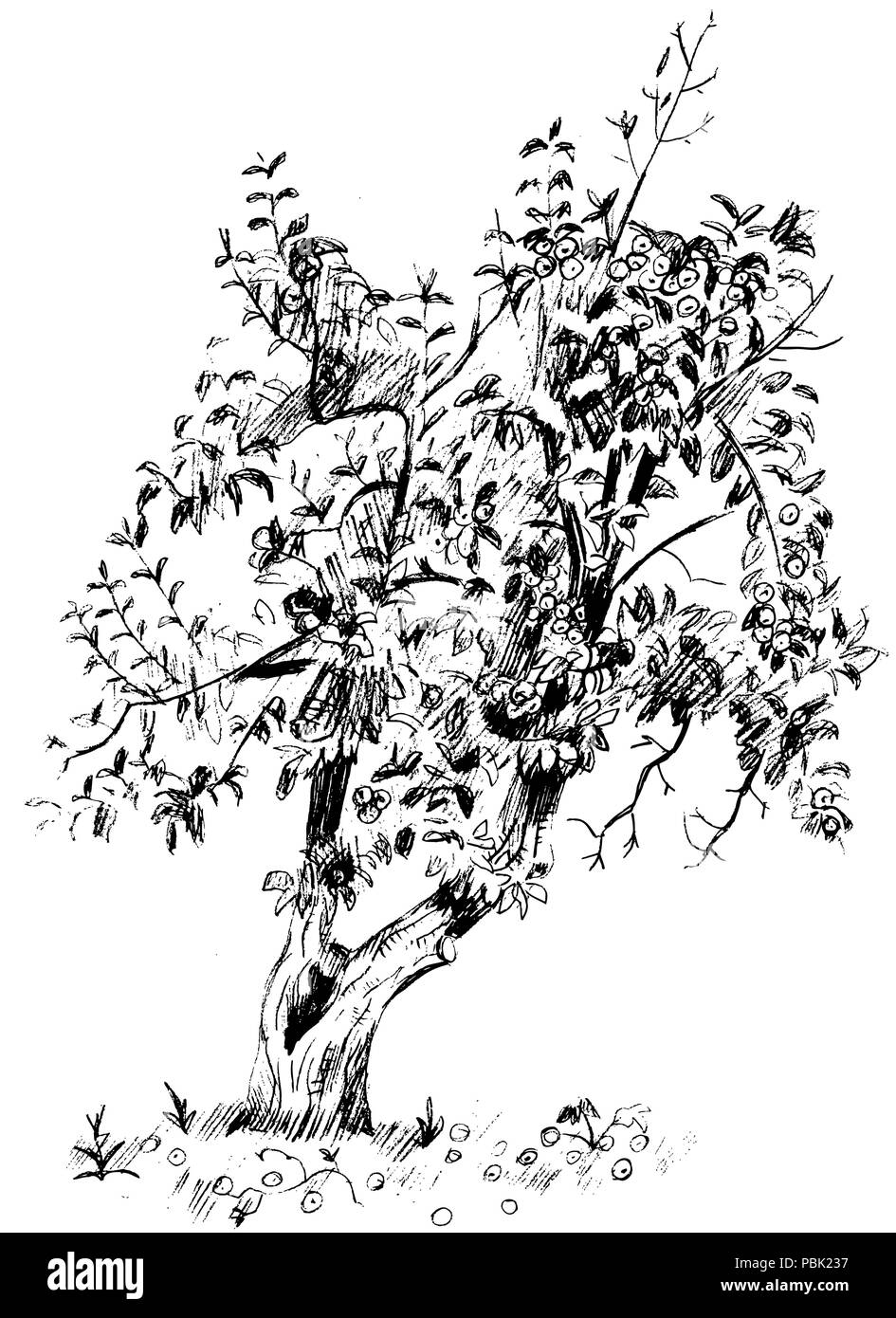 Image Vecteur de poirier avec des branches et des fruits Illustration de Vecteur