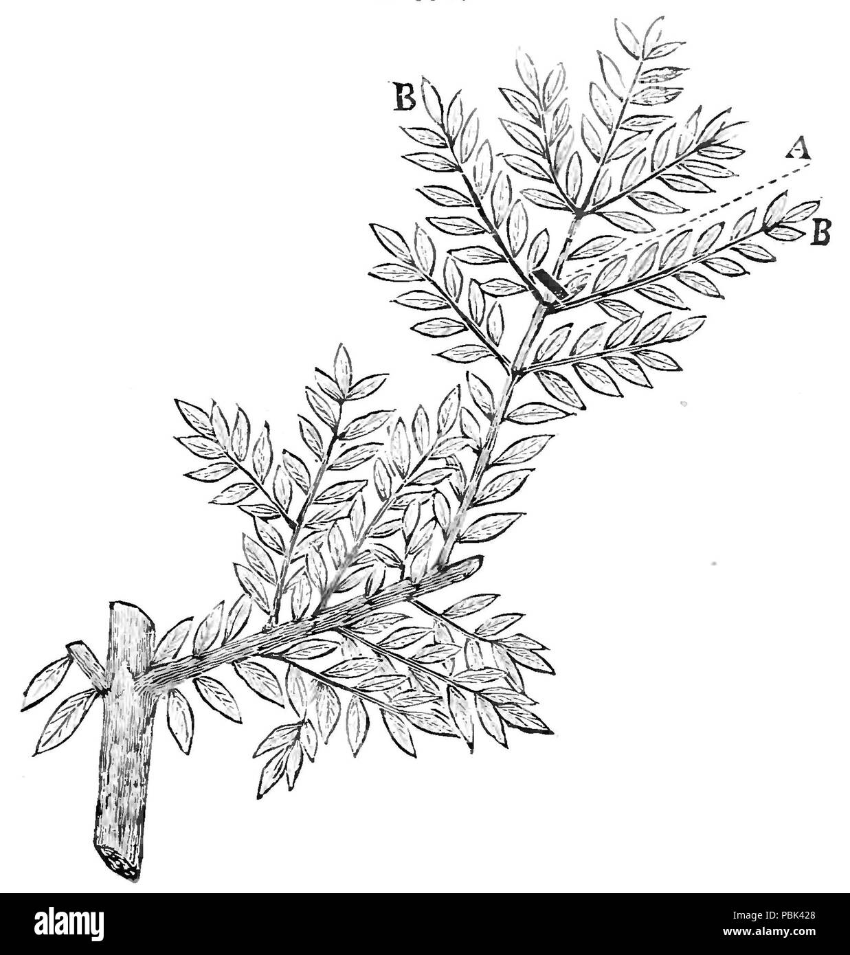 1662 L'Olive sa culture dans la théorie et la pratique - p87a Banque D'Images