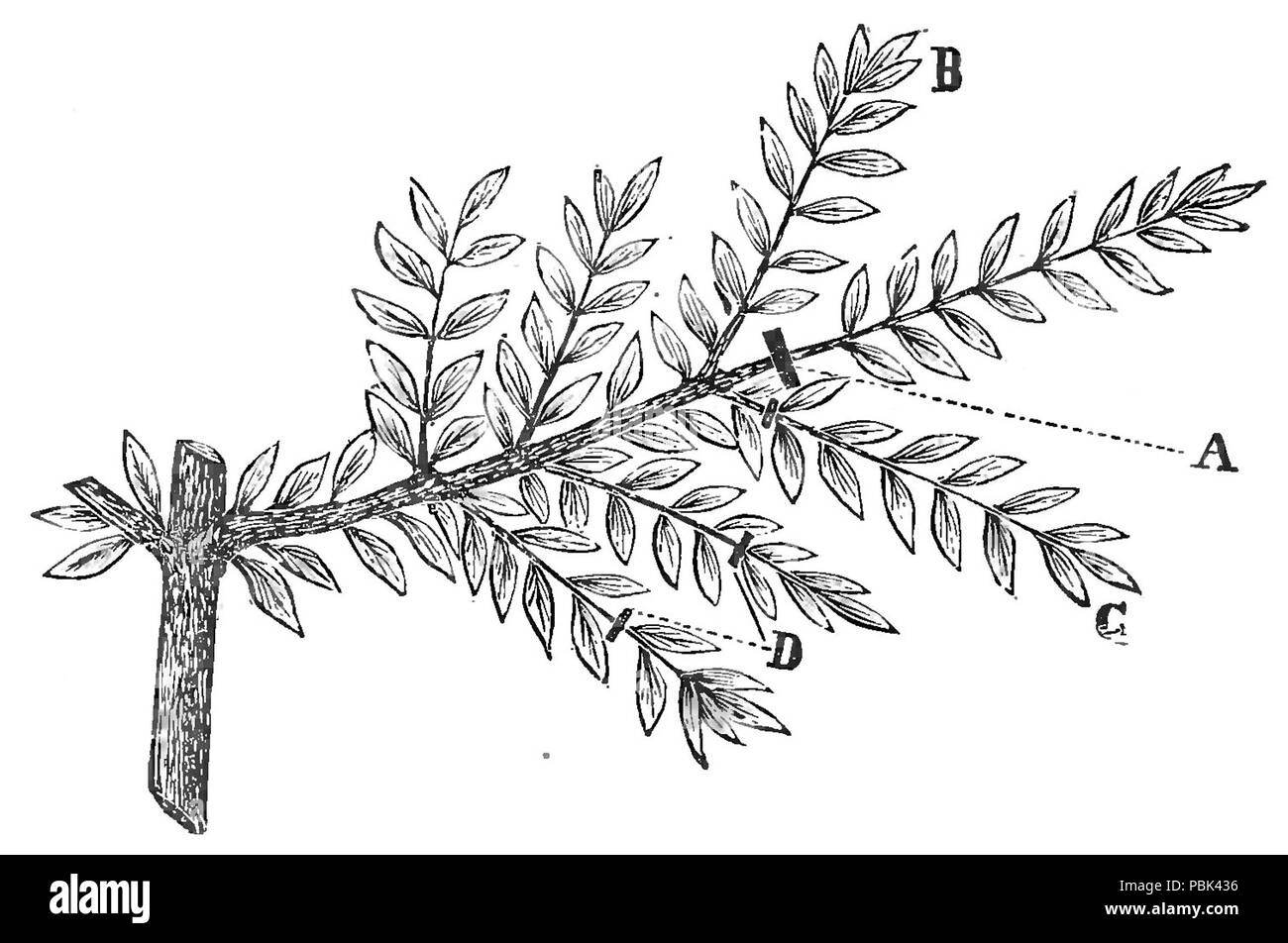 1662 L'Olive sa culture dans la théorie et la pratique - p86b Banque D'Images