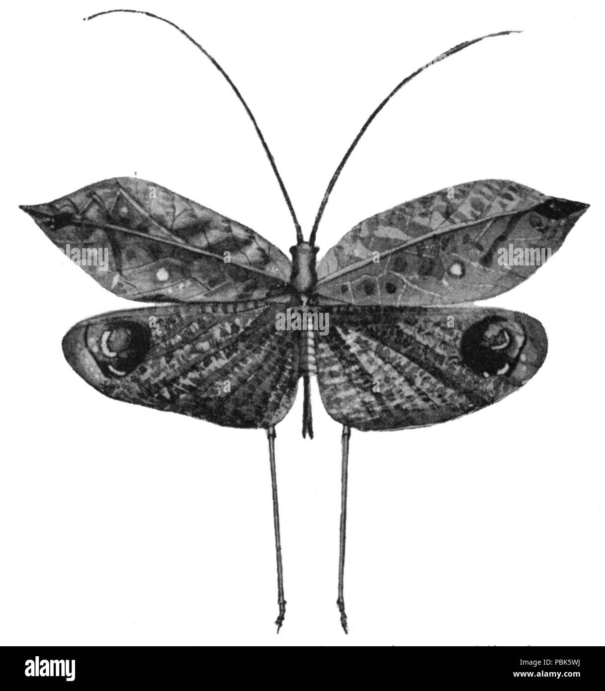 1235-Pterochroza ocellata-MC Banque D'Images