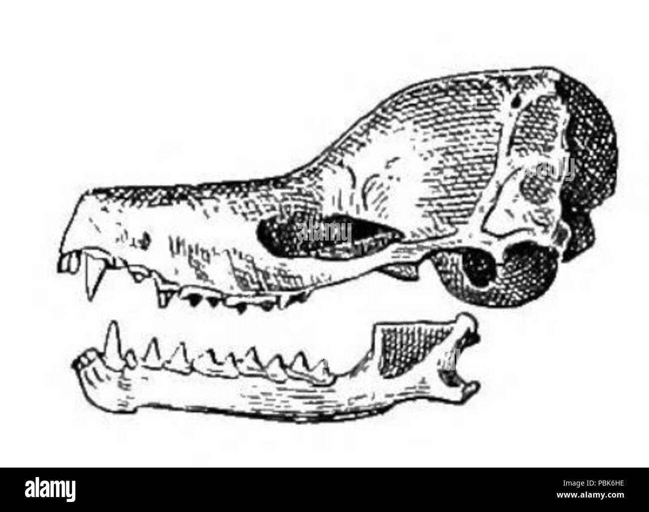 1123 Nyctiellus lepidus crâne Banque D'Images