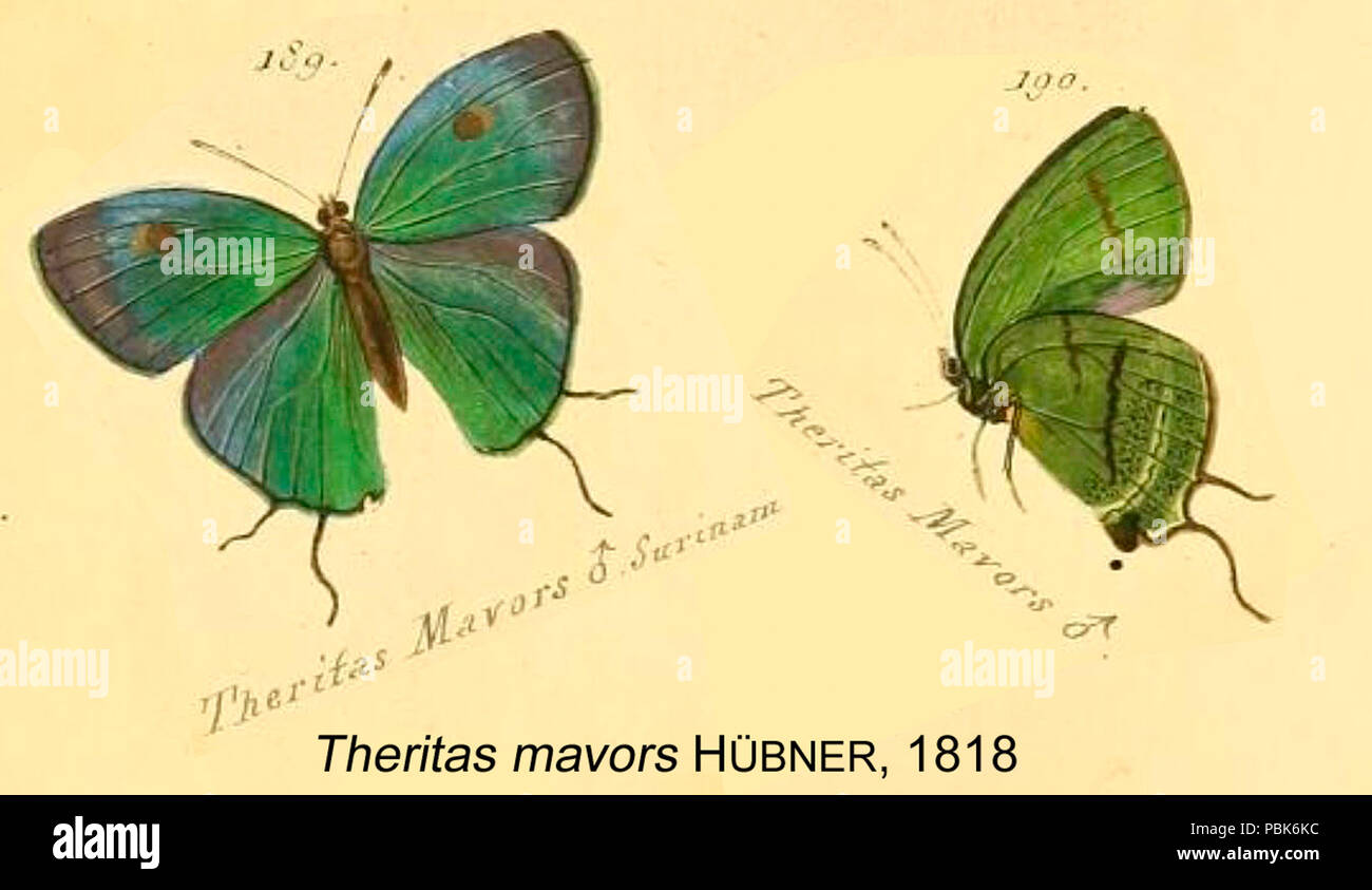 1008 MavorsHubner1818od Banque D'Images