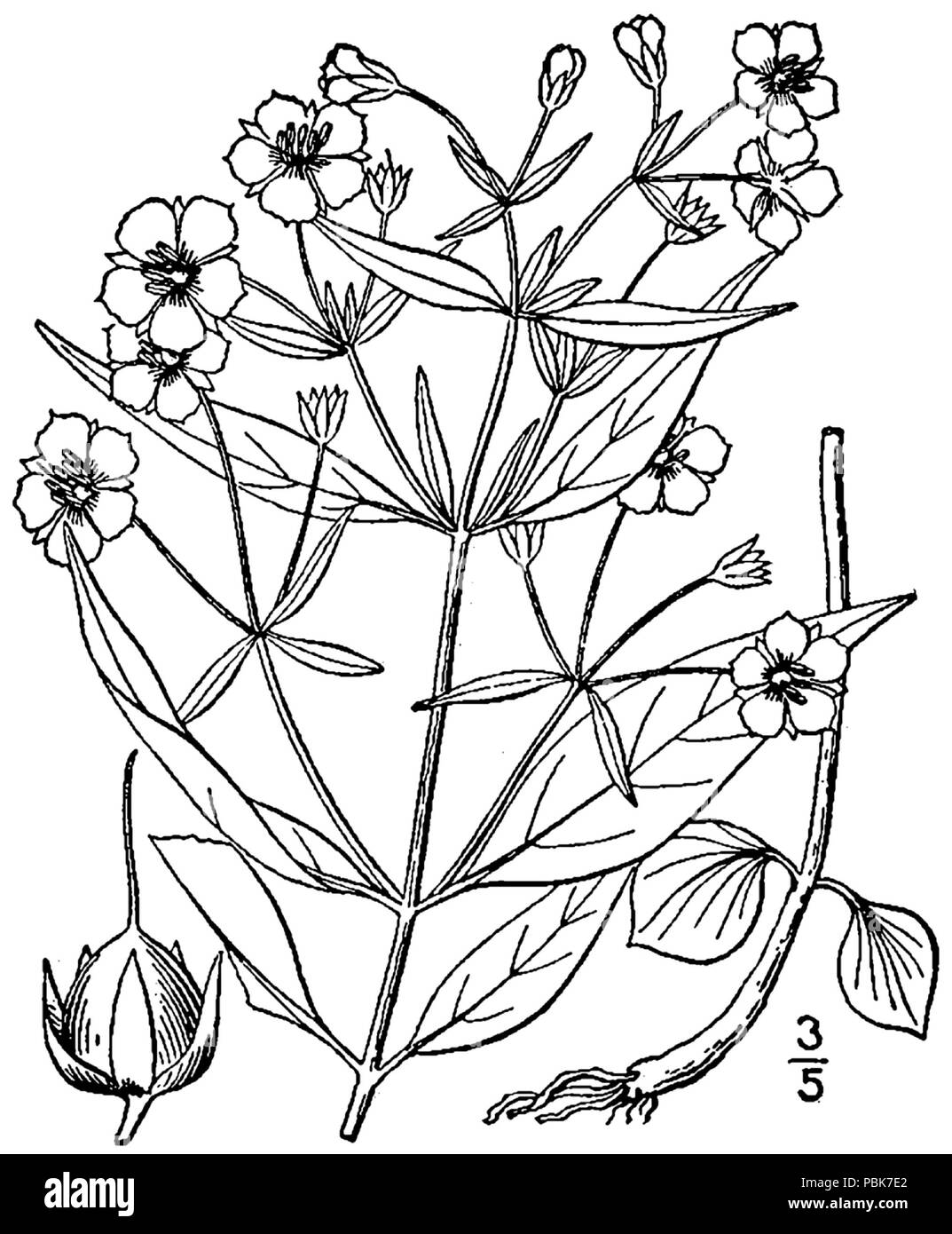 976 Lysimachia lanceolata BB-1913 Banque D'Images
