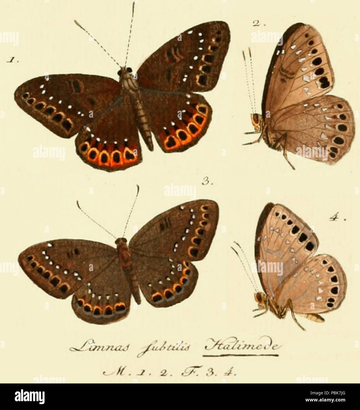 739 HalimedeHubner1807od Banque D'Images