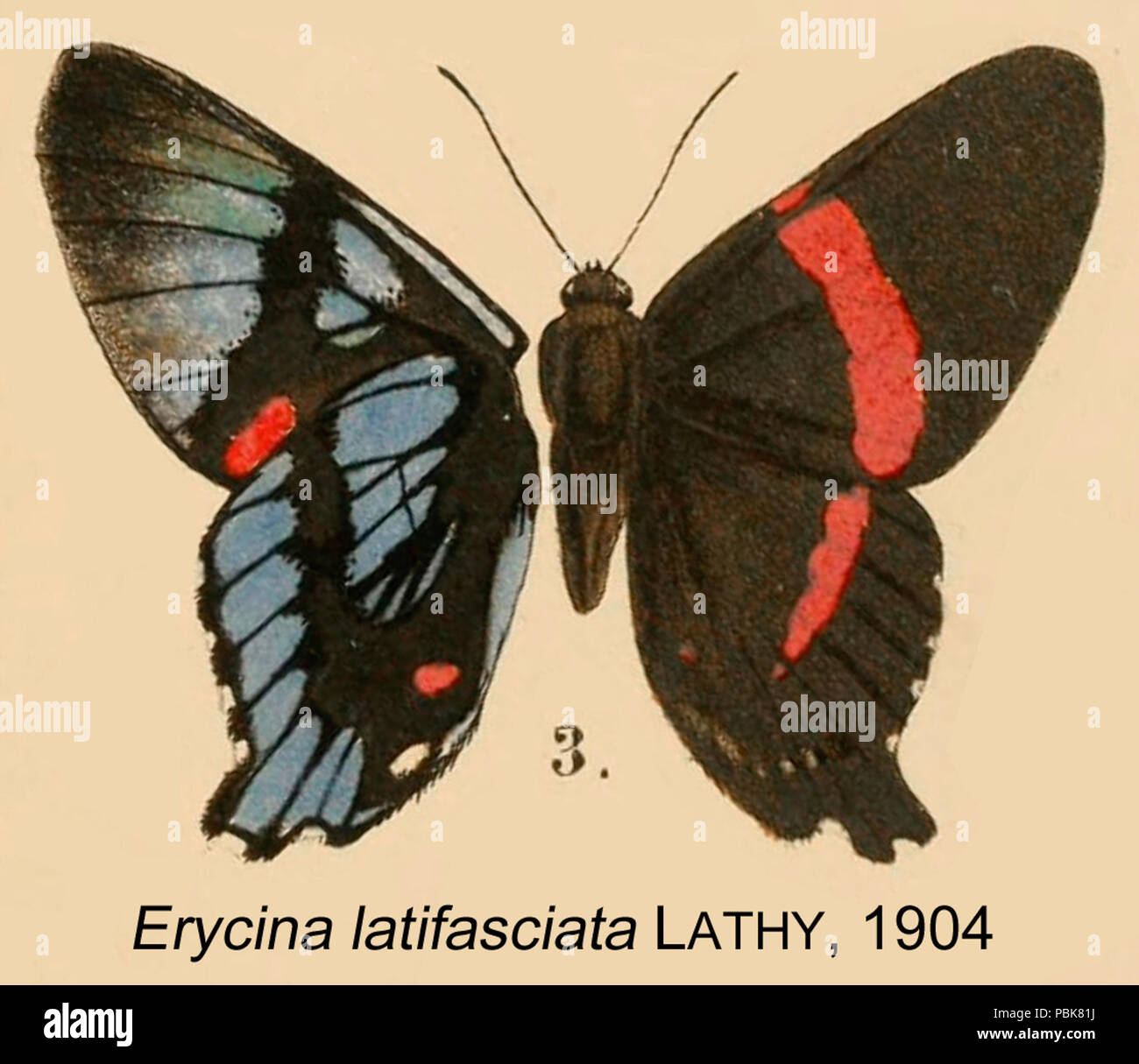 887 LatifasciataLathy1904od Banque D'Images