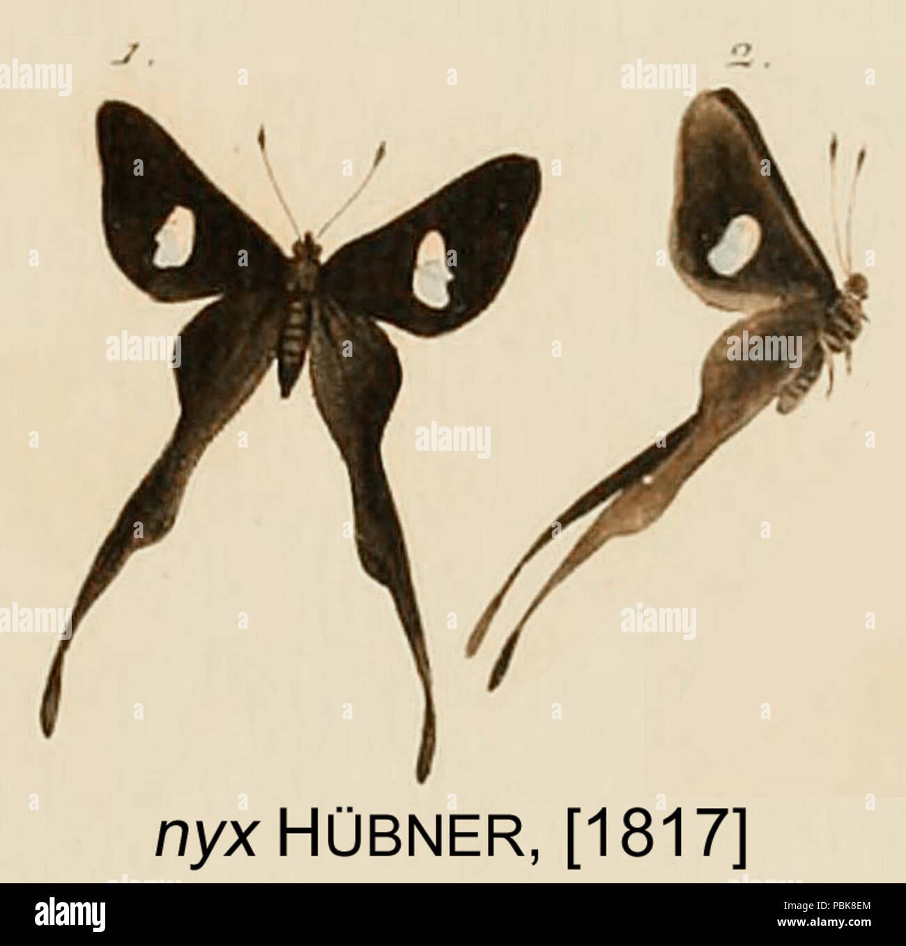 1123 NyxHubner1817od Banque D'Images