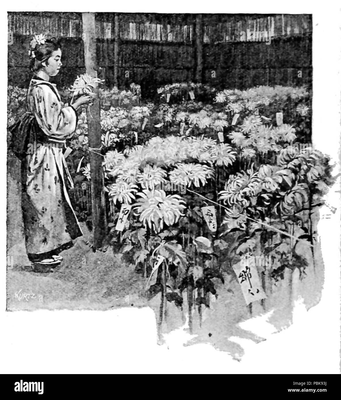 1147 p 030--Jinrikisha jours au Japon Banque D'Images