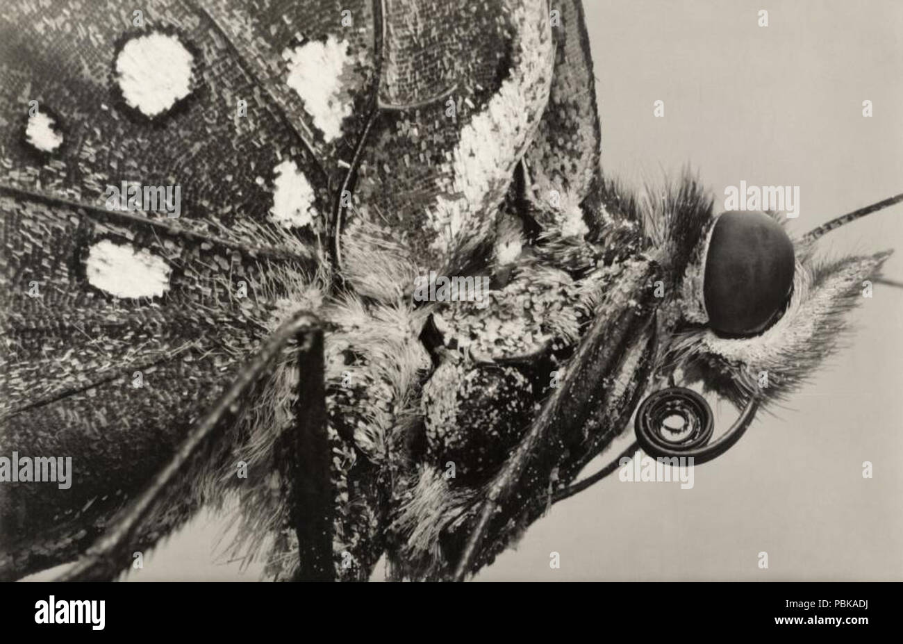 729 Great spangled fritillary (1913) Banque D'Images