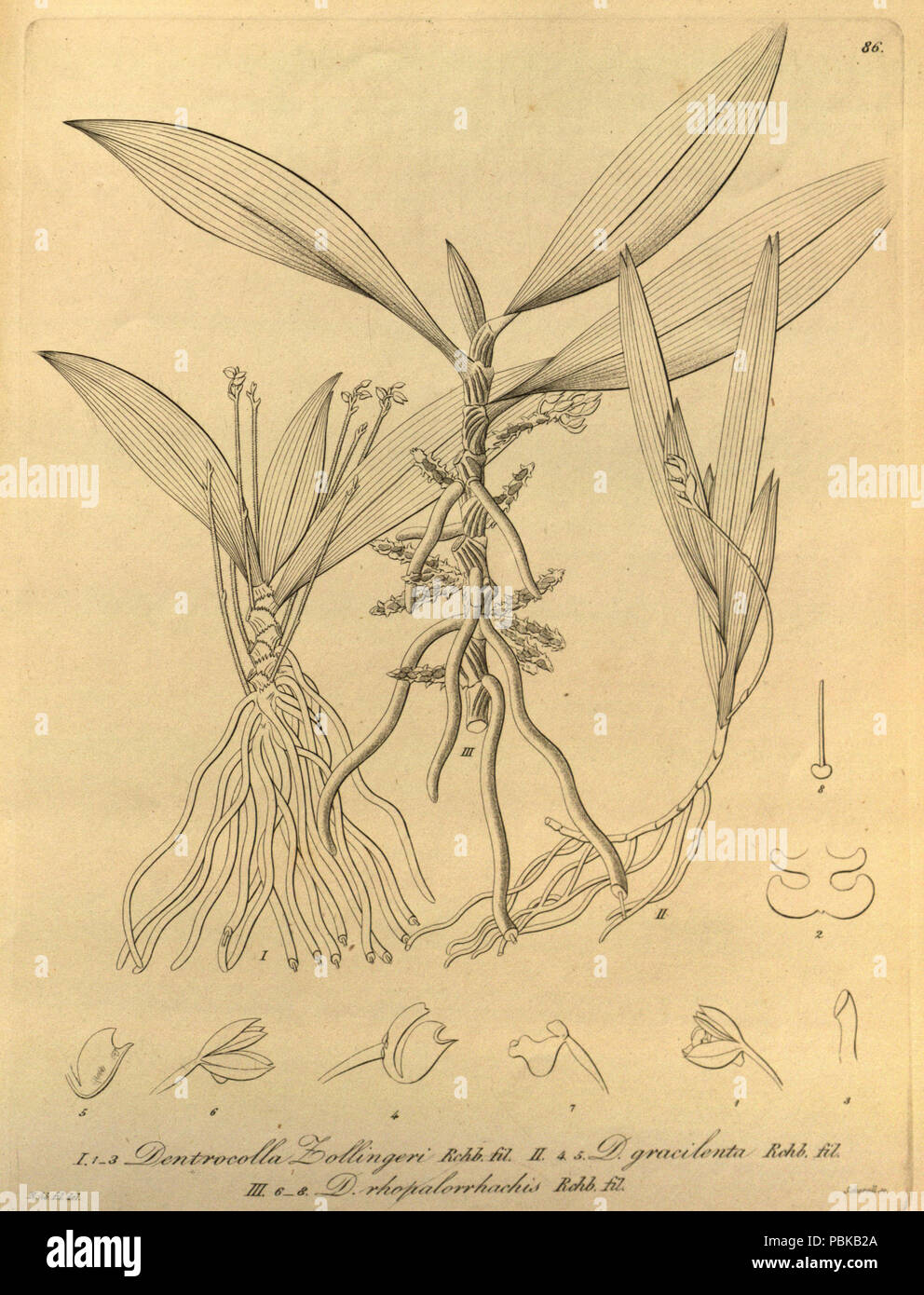 731 Grosourdya Dendrocolla zollingeri zollingeri (comme) - Dendrocolla gracilenta (rhopalorrhachis - Tuberolabium comme rhopalorrhachis Dendrocolla) - Xenia vol 1 pl 86 (1858)un Banque D'Images