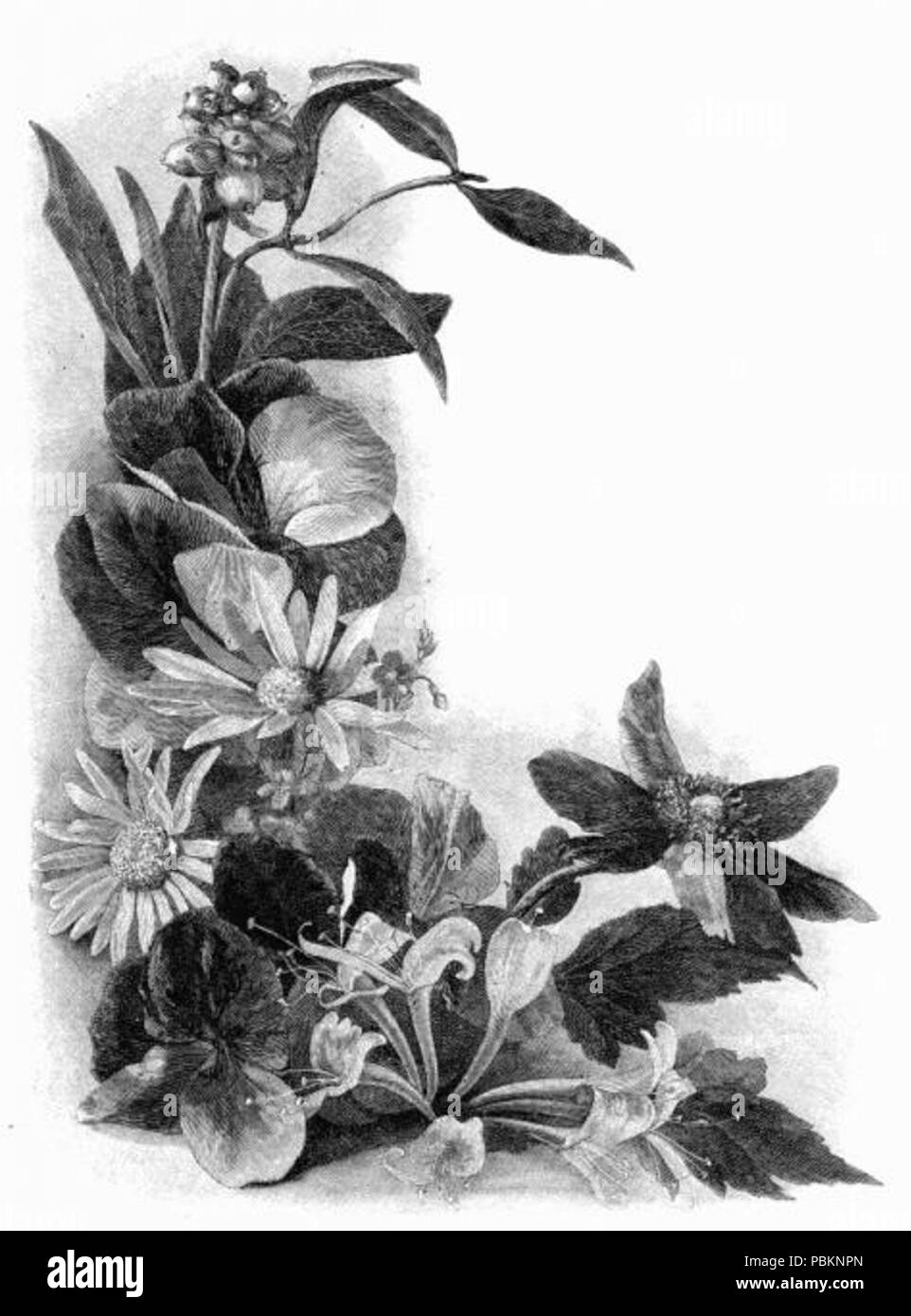 886 Grand Dessin de fleurs Banque D'Images