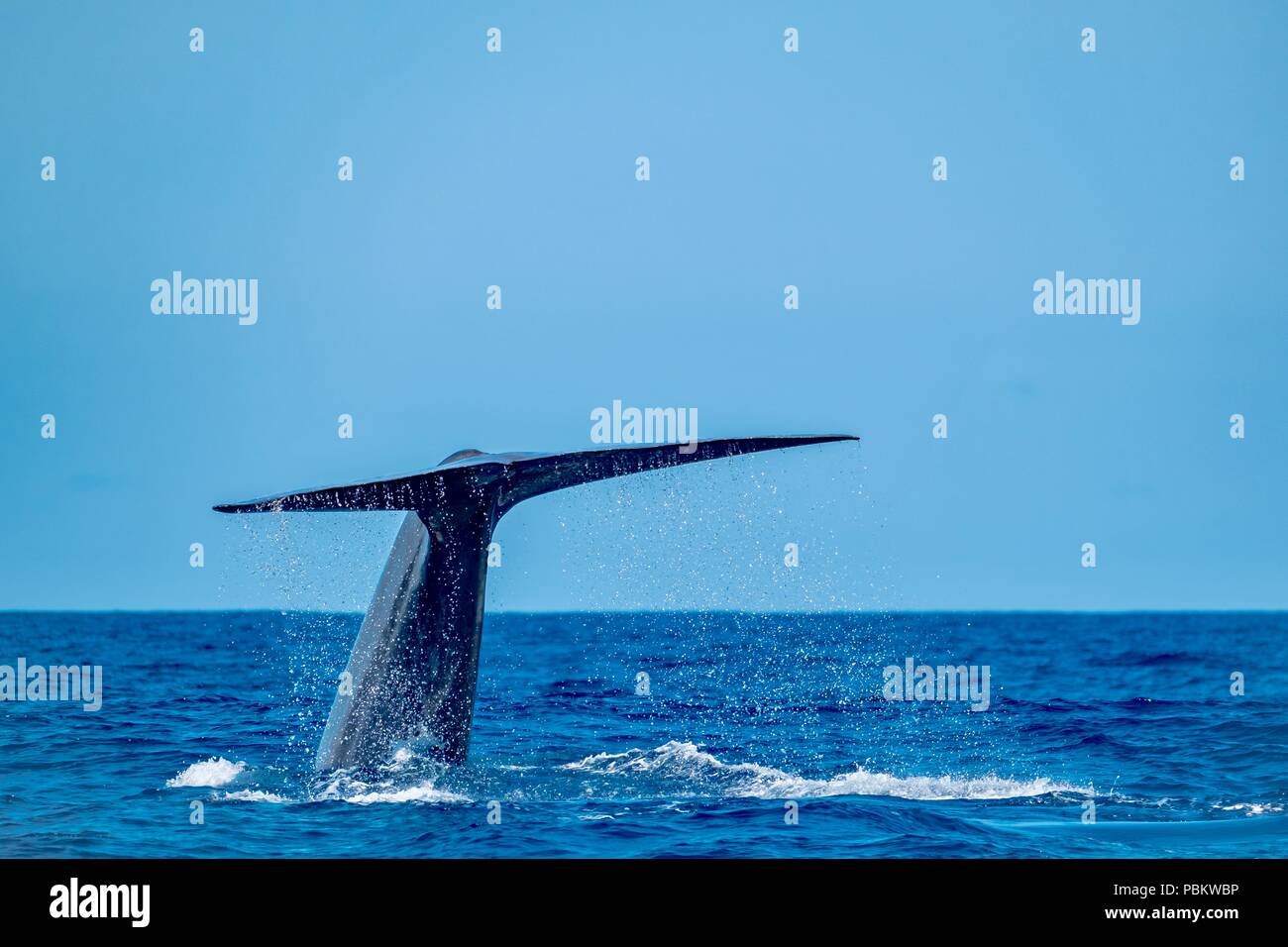 Une énorme baleine bleue femelle montrant sa queue comme elle plonge Banque D'Images