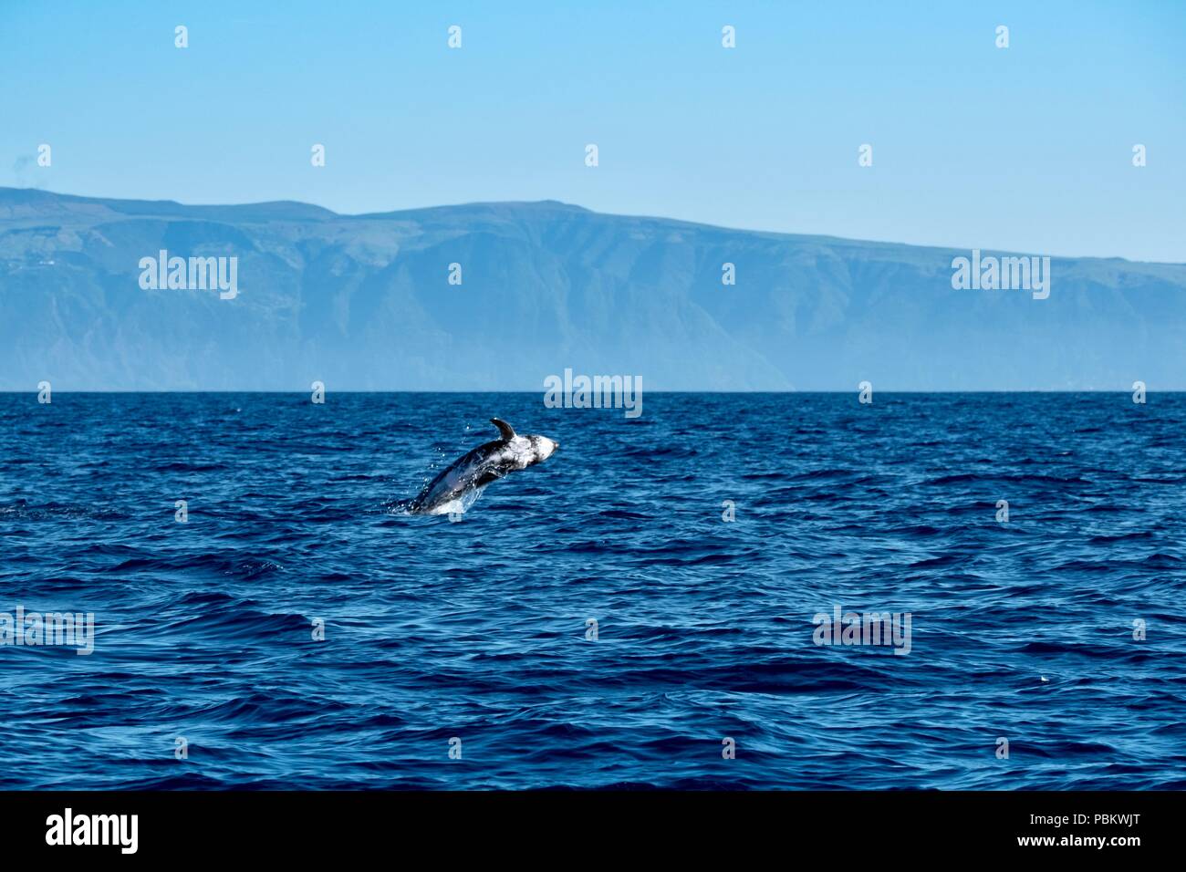 Dauphin de Risso sautant dans l'eau, près de l'île de Pico Banque D'Images