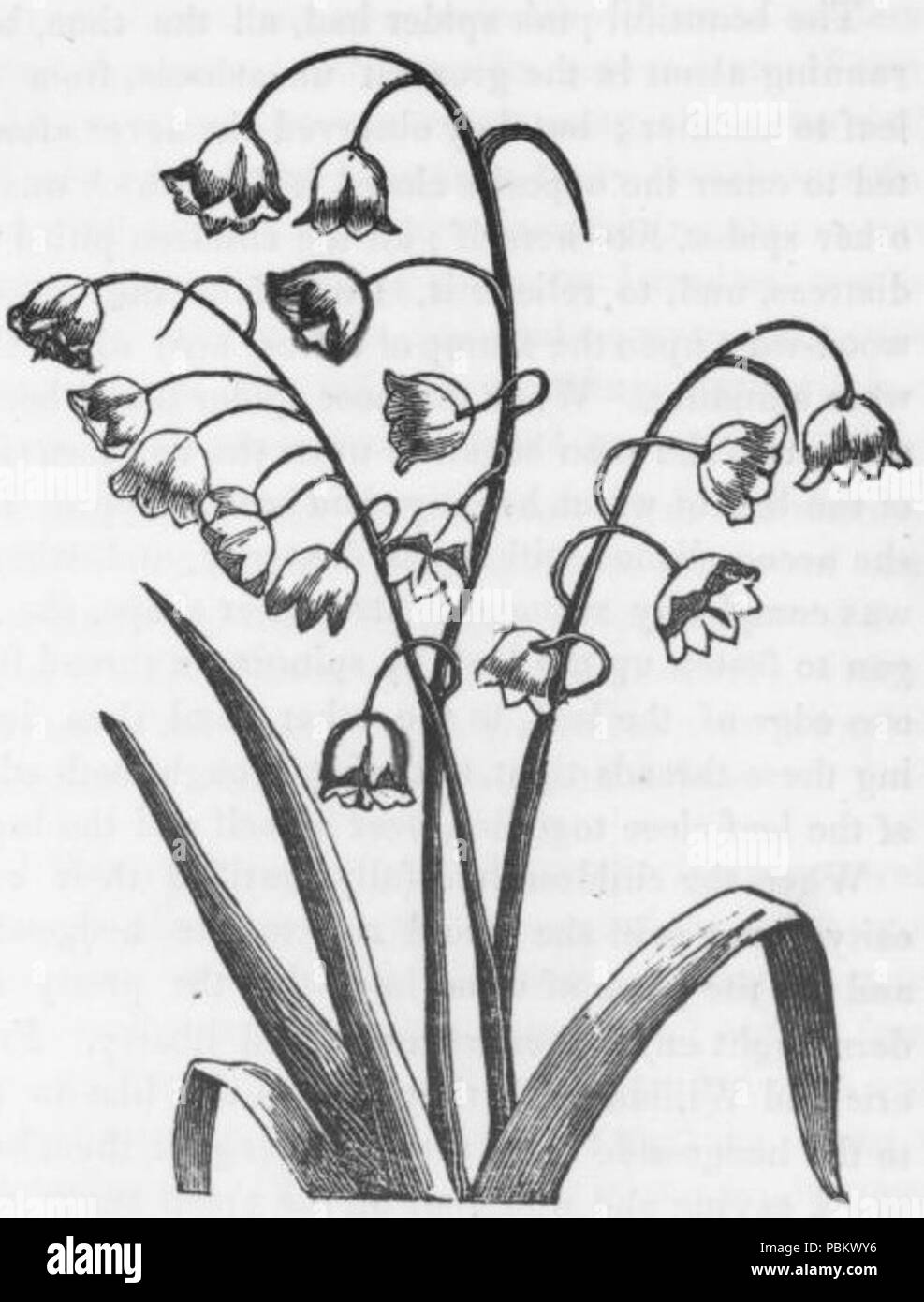 922 lis de la vallée en coupe (1) Banque D'Images