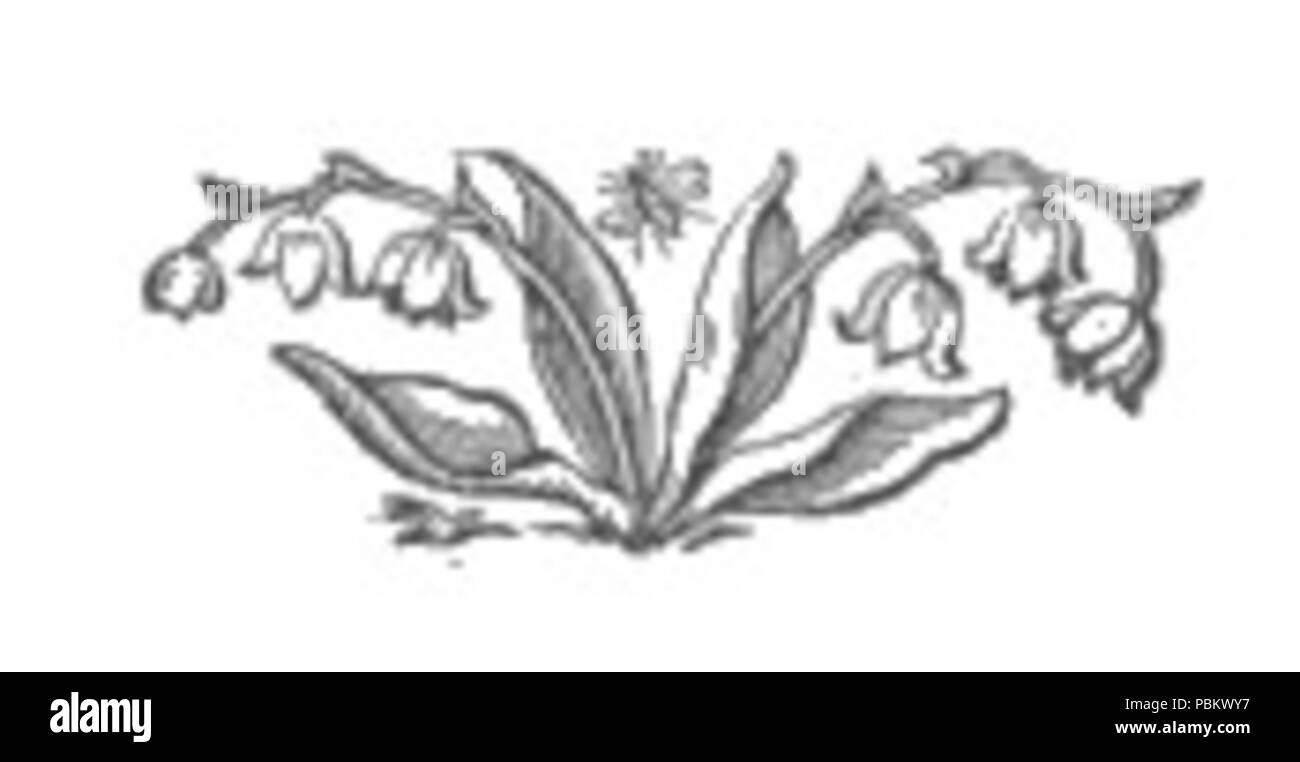 922 le muguet Dimensions Banque D'Images