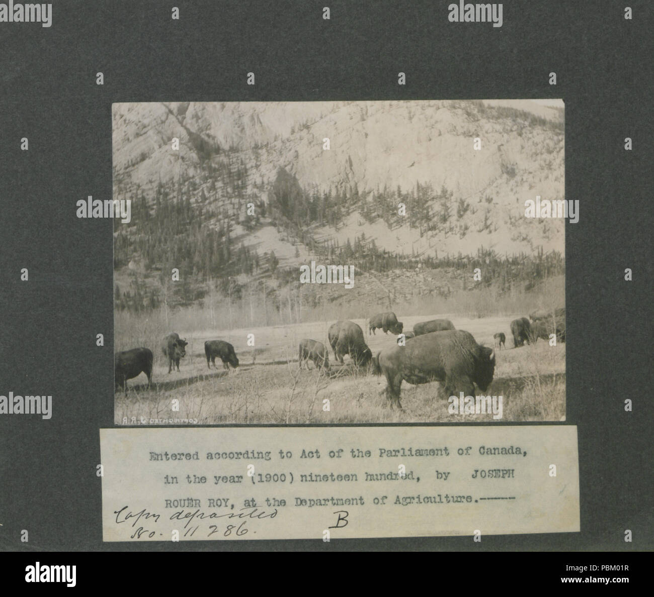 Troupeau de 756 bisons dans le parc national Banff, Territoires du Nord-Ouest, Canada Photo B (HS85-10-11286) Banque D'Images