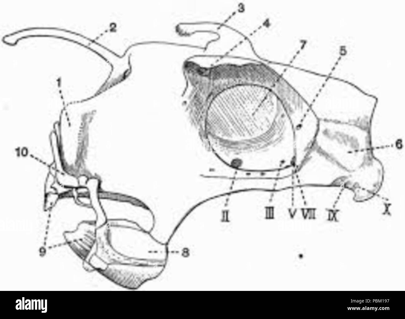 764 structures du crâne des Holocéphales Banque D'Images