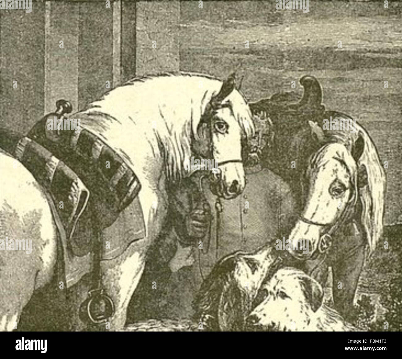 769 chevaux et chiens Dimensions Banque D'Images