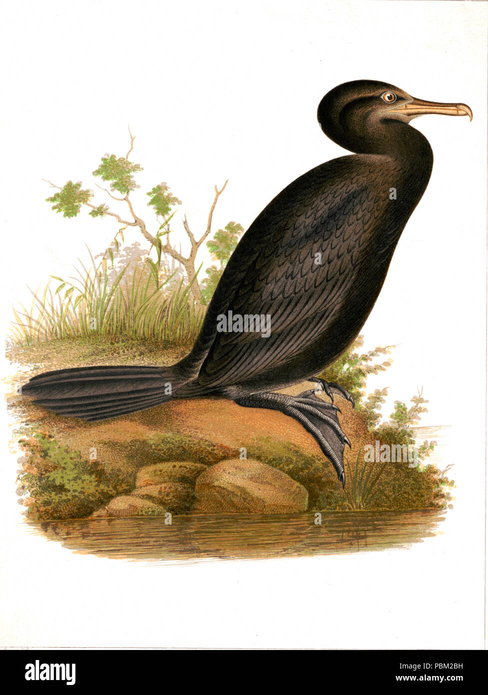 Nature Imprimer 1800 - Phalacrocorax brasilianus Banque D'Images