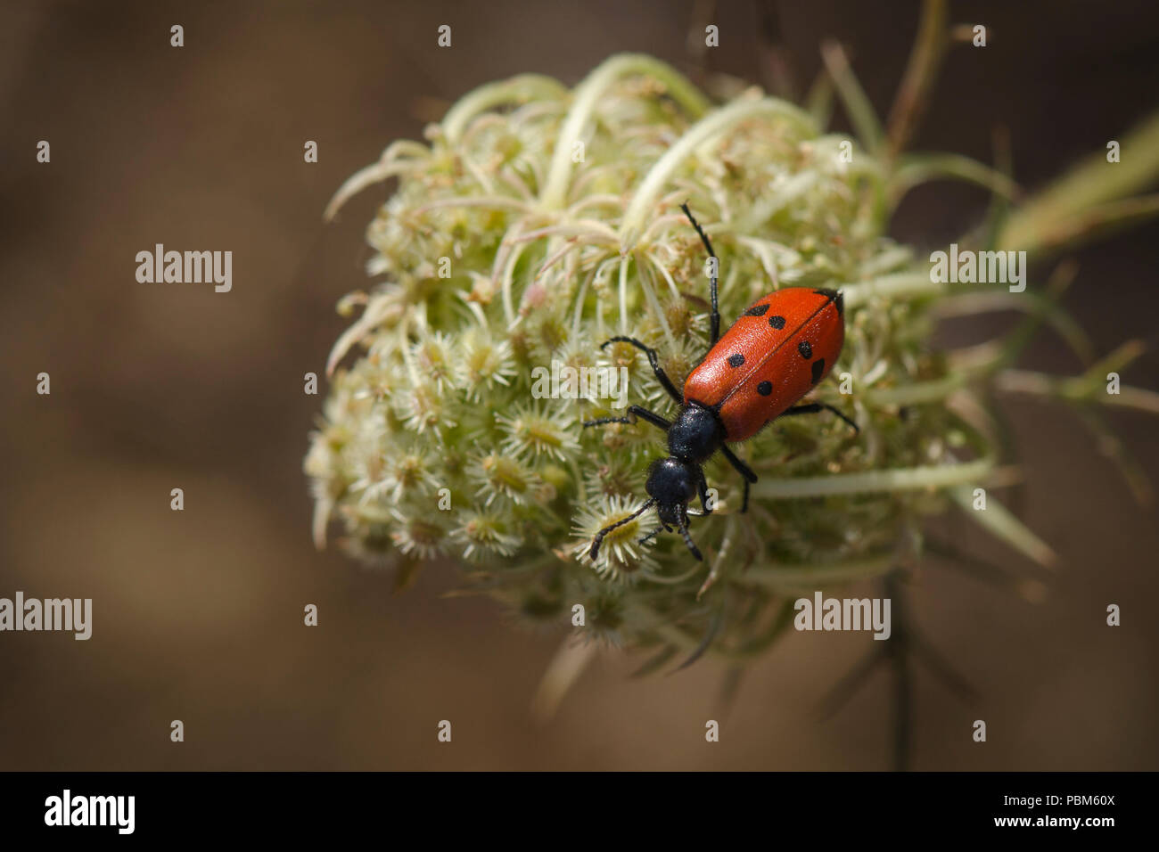 Blister Beetle, Mylabris quadripunctata de manger. L'Espagne. Banque D'Images