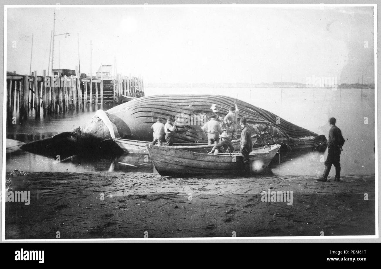 Découper une baleine bleue Alaska 1900-1930 Banque D'Images