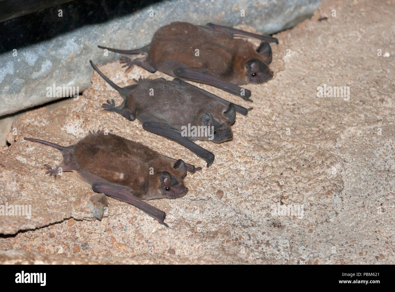 Peu d'Africains (les chauves-souris à queue libre Khairéphon pumilus) sous le toit d'un bâtiment rural, au Kenya. Banque D'Images