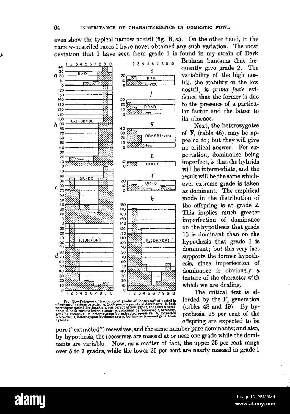 803 l'héritage des caractéristiques dans les volailles domestiques (068) Banque D'Images