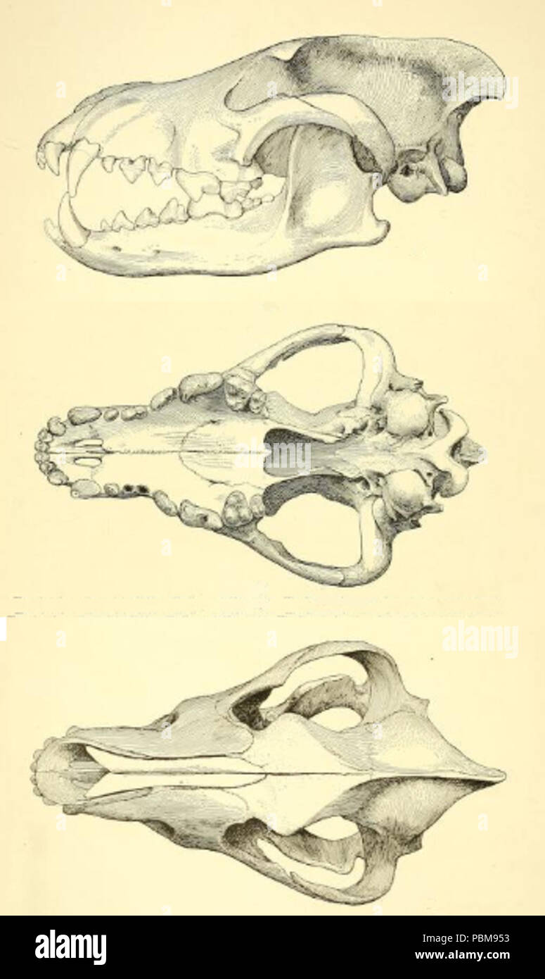 818 J. C. Merriam (1911) Canis dirus crâne Banque D'Images