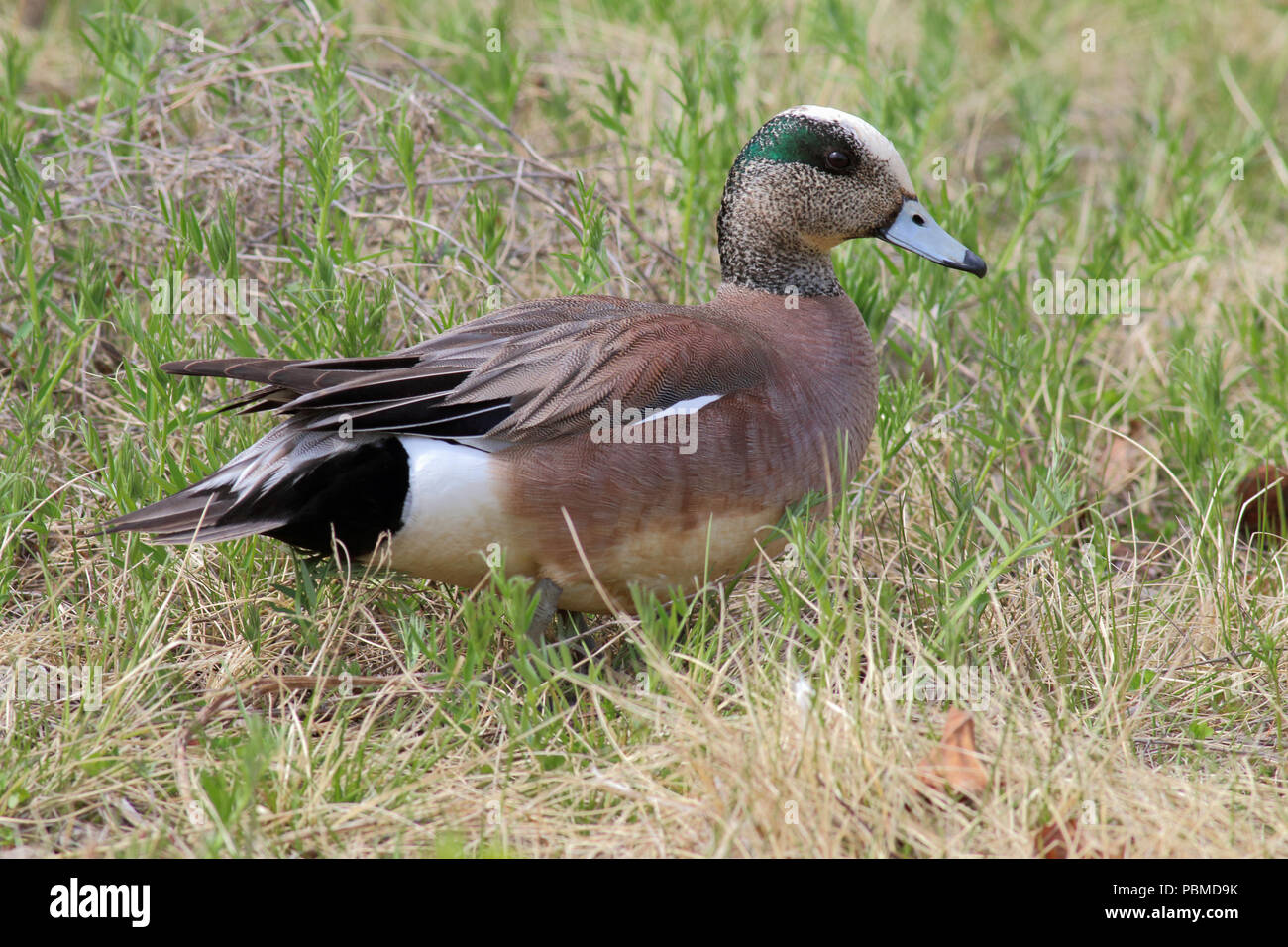 Le Canard d'Amérique (Mareca) 22 mai 2014 près d'Anchorage, Alaska Banque D'Images