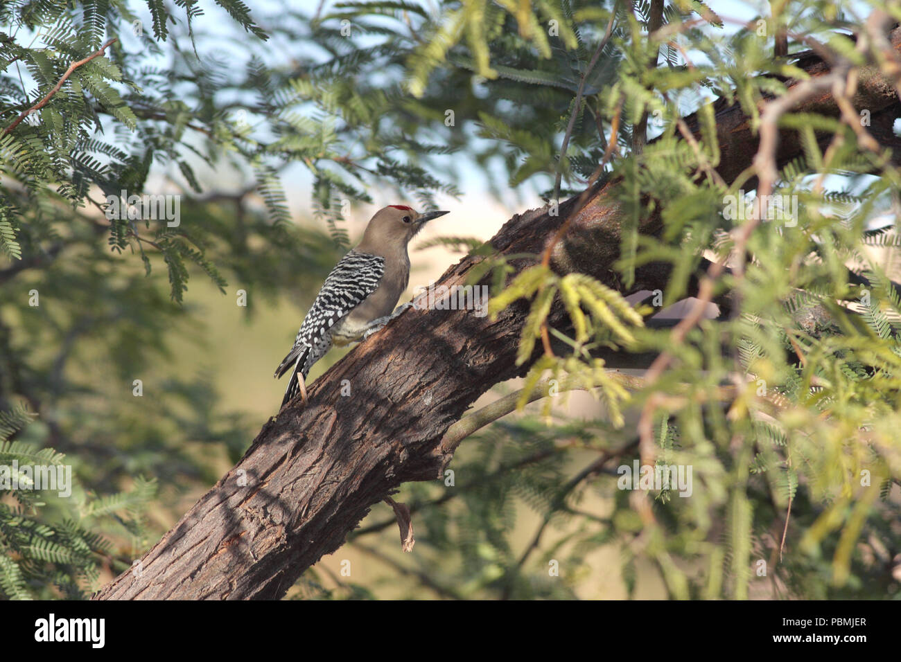 Gila Woodpecker Décembre 10th, 2010 Saguaro National Park, Arizona Banque D'Images