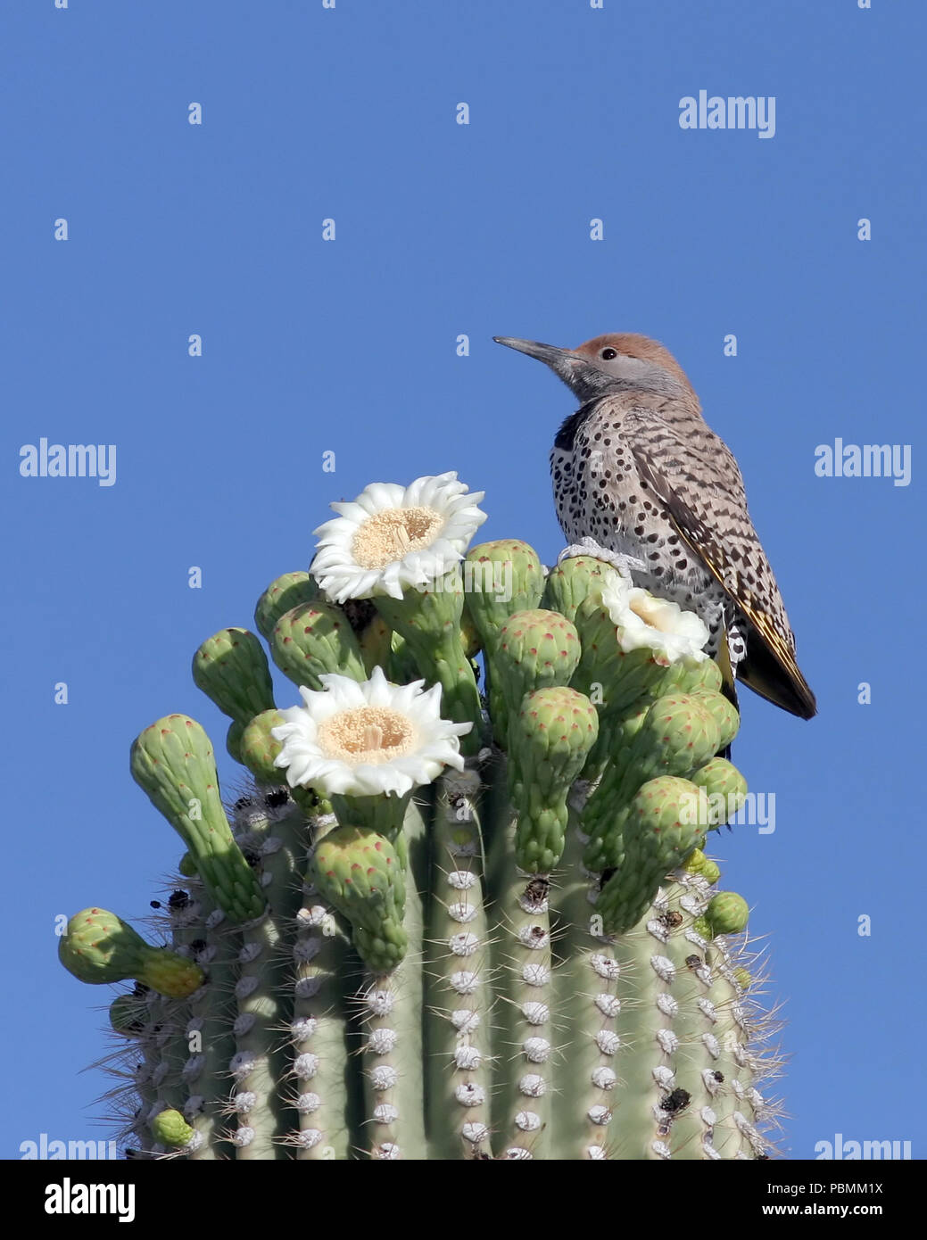 Pic flamboyant (Colaptes chrysoides Gilded) Mai 5th, 2008 près de Tucson, Arizona Banque D'Images